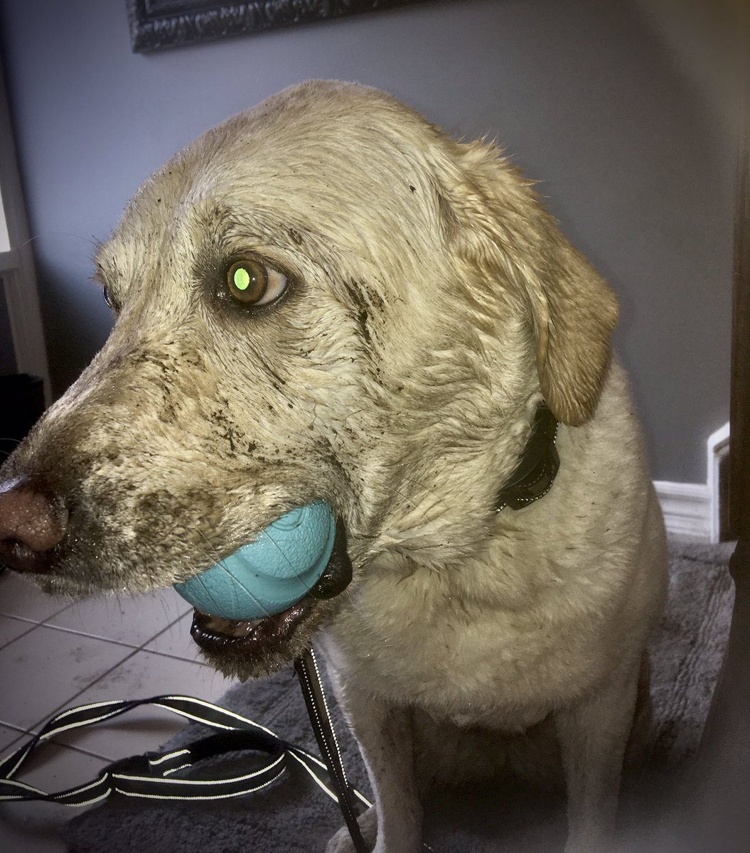 RomanandDandy's tweet photo. Springtime temperatures mean muddy ball playing, but the feeling is great! Get out and have fun! #dogsoftwitter #traumadogs #poweredbyroyalcanin #victimservices https://t.co/8K3sA1g5iz