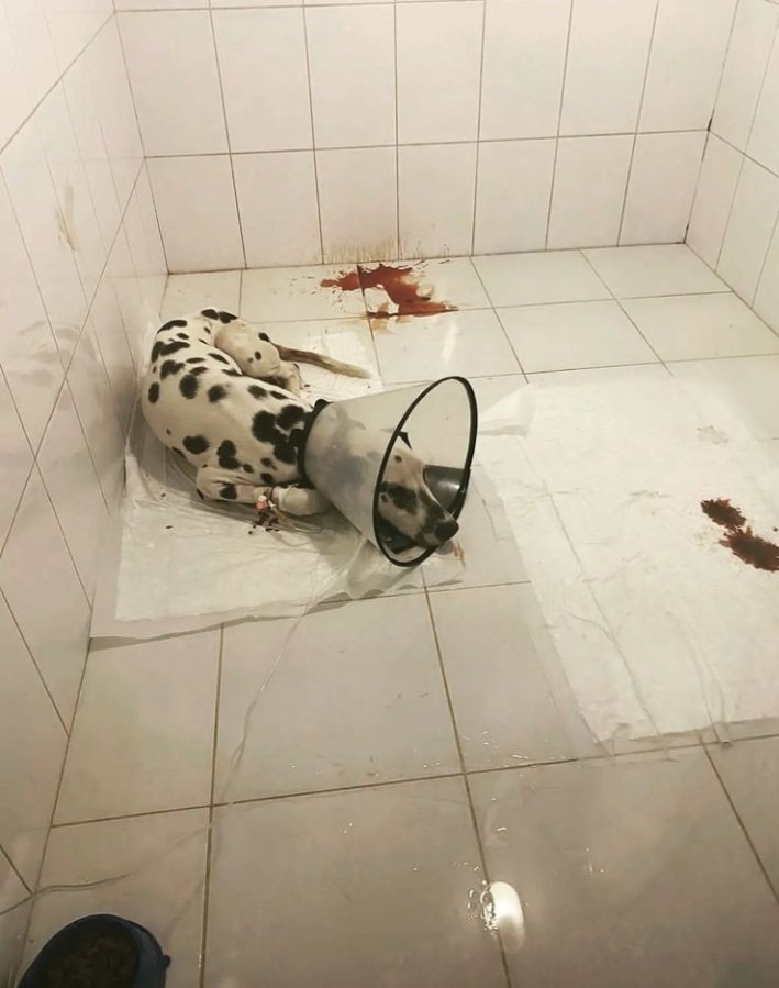 Пожалуйста, помогите спасти собаку.🙏🐕‍🦺
Please help save the dog 🐕 🙏
#репост 🙏
#Repost
#животные #собака
#помощь #doge
#dog #animals
#спастижизнь  instagram.com/tv/CbLXCF0K52z…