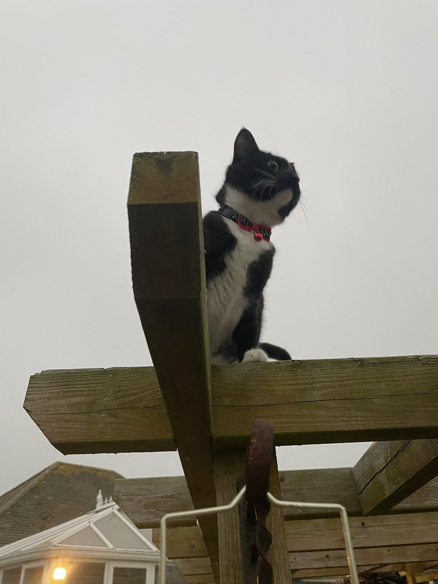 Anne50285558's tweet photo. Looking for  @CatfordCat https://t.co/yjyu5wbsOc