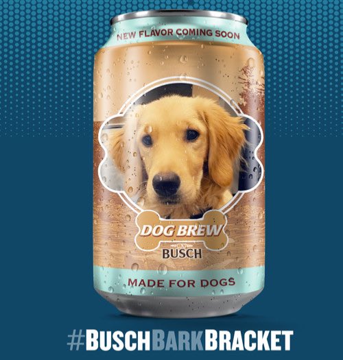 bugcoats's tweet photo. @BuschBeer  I think my little buddy Moose would look pretty awesome on a can😎 he’s tried many times to sneak a drink of my latte so why not put him on one #BuschBarkBracket  #Contest https://t.co/0W7V57UUtO