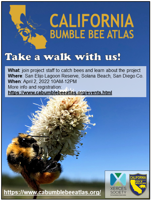 Interested in #pollinators? Join #California Bumble Bee Atlas staff for a field walk on Saturday, April 2nd in San Diego County! Find info and register for this event and others: cabumblebeeatlas.org/events.html #CaBumbleBeeAtlas #bumblebees #communityscience
