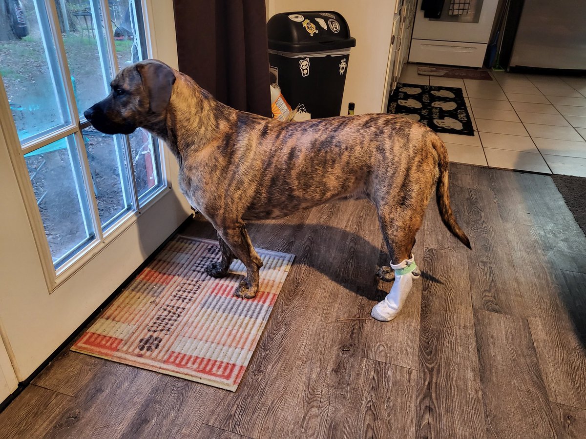 I got a cut on my paw.. I hate the cone of shame so mom makes me wear a sock to keep from licking it.. she should just let me 🤕 
#hurtpup #PawsUp #recovery #DogsofTwittter