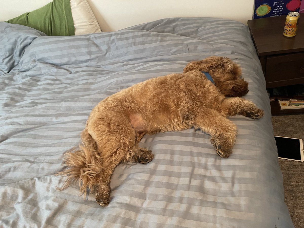 Sh1vify's tweet photo. Anyone have one moment when you are peacefully sleeping and someone wakes you up accidentally and you just sit there in deep thought https://t.co/OIjzNSctWL