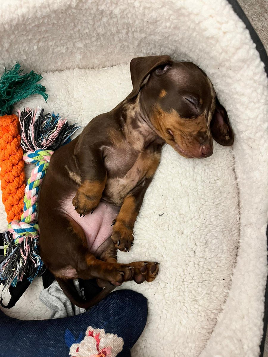 It’s been quite a day. Met many #dogsoftwitter who are ace. Ran my housemates ragged (I’m only getting started). But I’ve had my first week in my new home and I love it, happy dreams for me tonight, and back to terrorising the family tomorrow 🐾  #Dachshund