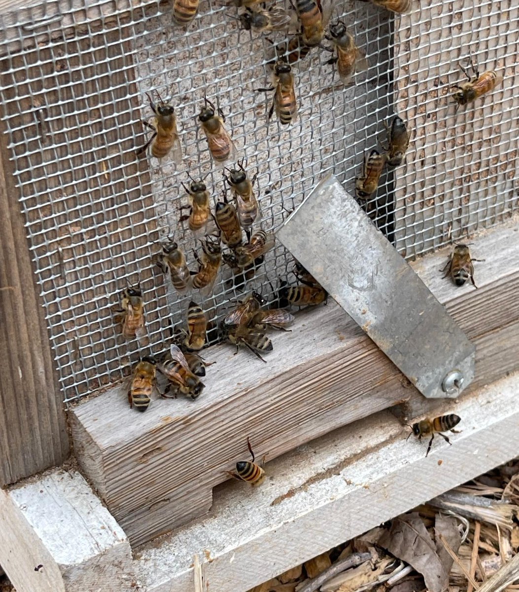 Two beautiful bee swarms were captured by our beekeeper Ben Crawley III aka Mr. Buzz yesterday, with support from Mordecai neighbor Dana Deaton and delivered to Oak View County Park. 🐝
#busybees #whatsthebuzz #apiary