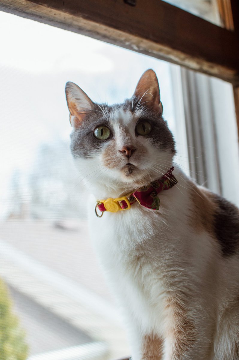 Leticia182097's tweet photo. 🤍 Patches loves her window time. 🤎
#nikon
#catphotography
#catinawindow
#sunnyday
#CalicoCrew https://t.co/L0Ahg3CXVZ