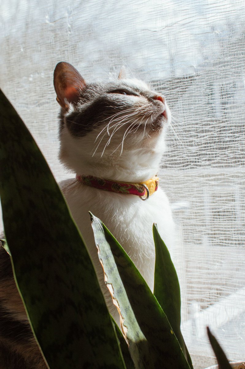 Leticia182097's tweet photo. 🤍 Patches loves her window time. 🤎
#nikon
#catphotography
#catinawindow
#sunnyday
#CalicoCrew https://t.co/L0Ahg3CXVZ