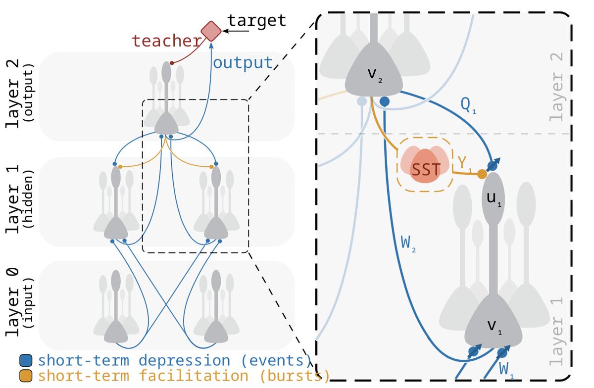 somnirons's tweet photo. I-011: Single-phase deep learning in cortico-cortical networks. We introduce a model of deep learning in exc-inh cortical networks (burstCCN) that does not require multi-phase learning, which is consistent with a range of experimental observations. @WillGreedy @HengWZhu https://t.co/4S2t0GWIWR
