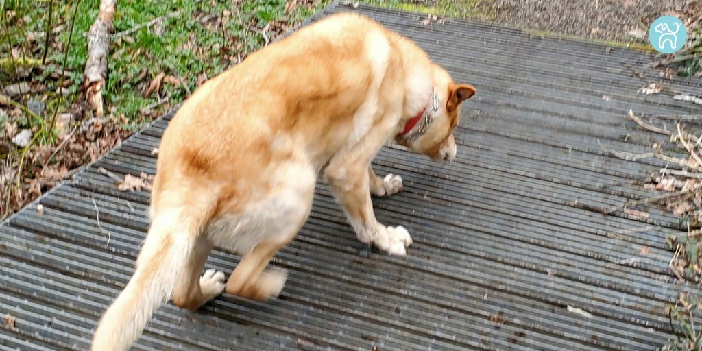 JWagable's tweet photo. My buddy just doesn't like walking on grates. #DogFears https://t.co/HkCmKAB7Kc
