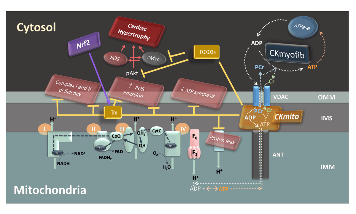 CircRes's tweet photo. Keceli & colleagues discovered in mouse models of #hypertrophy & #HF rescuing the mitochondrial isoform of #CreatineKinase, rather than the cytosolic #myofibrillar isoform significantly limits the development of hypertrop... https://t.co/BJub7zamFD
@hopkinsheart @hopkinsmedicine https://t.co/iL4SF9UHL3