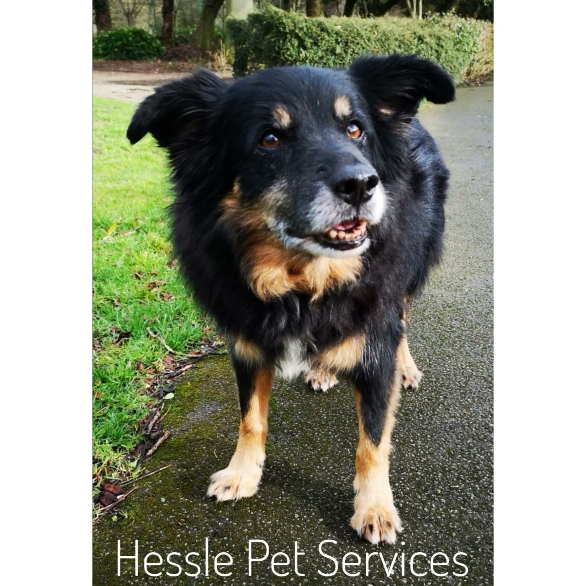 I want to show you something that I commissioned recently from a talented local artist. Poppy is greatly missed but hopefully Dinky Poppy will make her owner smile &amp; ease the pain 💞
etsy.com/uk/shop/TheDin…
#localbusiness #smallbusinessuk #petportrait #petmemorial #dogsoftwitter