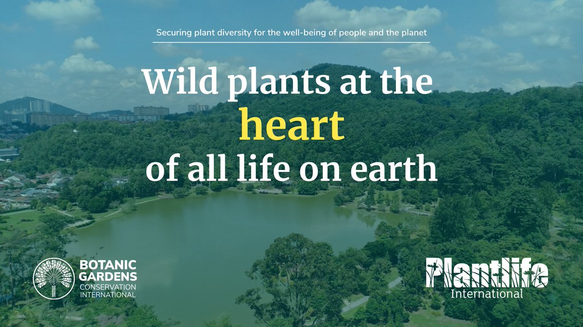 UNBiodiversity's tweet photo. Plants sustain all life on Earth and are crucial to the existence of all living creatures. ๐ฑ๐
@PlantlifeInt, @bgci and @kewgardens are calling on leaders toโฏplace wild plant conservation at the heart of the #post2020 global #biodiversity framework.
โก๏ธhttps://t.co/tWNUyCuMRe https://t.co/kEqybK0OO0