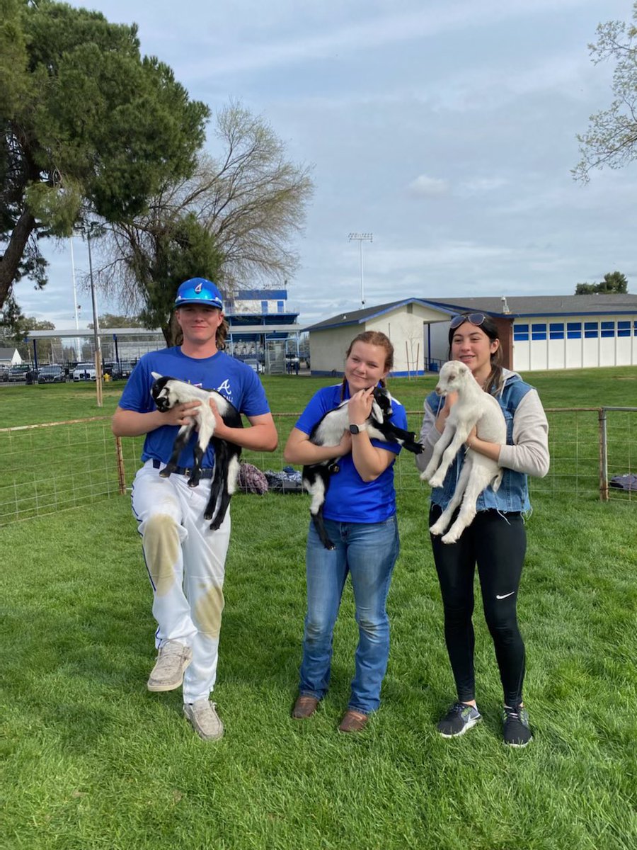 MercedMariposa's tweet photo. Yesterday, some of the Merced-Mariposa FFA Officers got to visit @AtwaterFFA and participate in their first ever goat yoga meeting! A huge thank you goes out to Atwater FFA and its officers for inviting us to their meeting and putting on such a fun event! https://t.co/LU9SKUF3BT