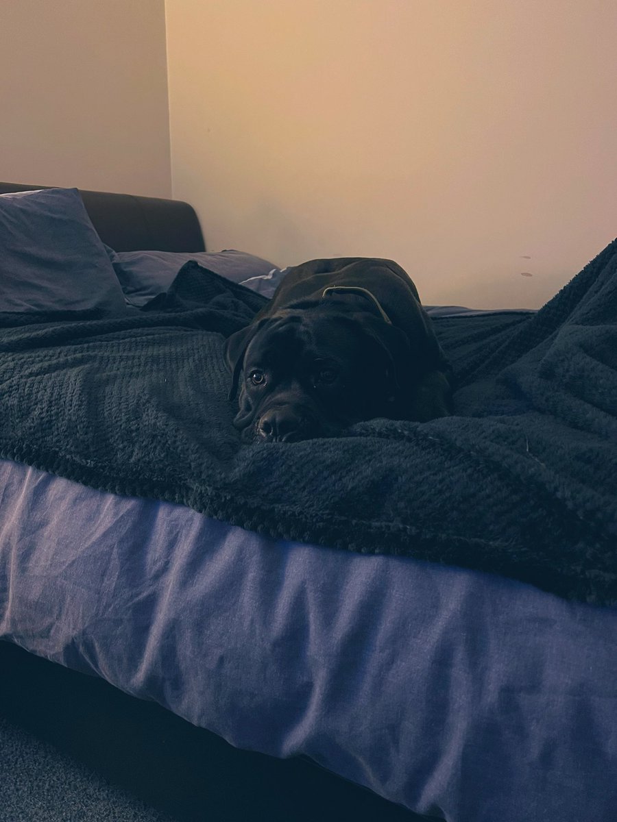 RalphasaurusRex's tweet photo. Dog sitting this beast tonight. There’s definitely not room in the bed for me as well🤷♂️
#winston #thatsmybed #heaintbothered #messlife #CaneCorso https://t.co/lv7S9uaVpd