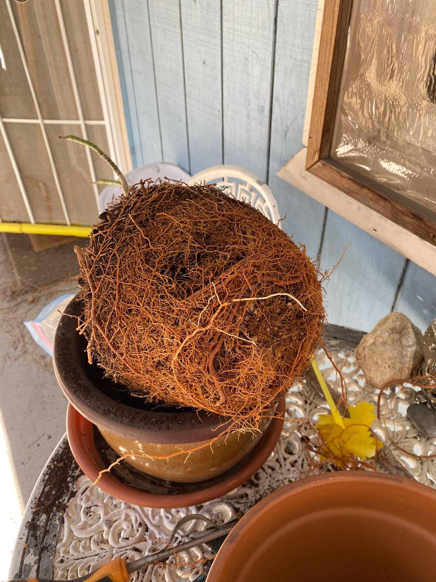 cheftinybear's tweet photo. @PropagatedPod @OGFlaya Poor little thing was super root bound! I broke up the root ball and freed up some of the big roots, and repotted it into a pot about two inches wider with some fresh potting soil. The moisture level is good in the new soil, so I’ll probably check it again in a week. https://t.co/chgLeSzzmh