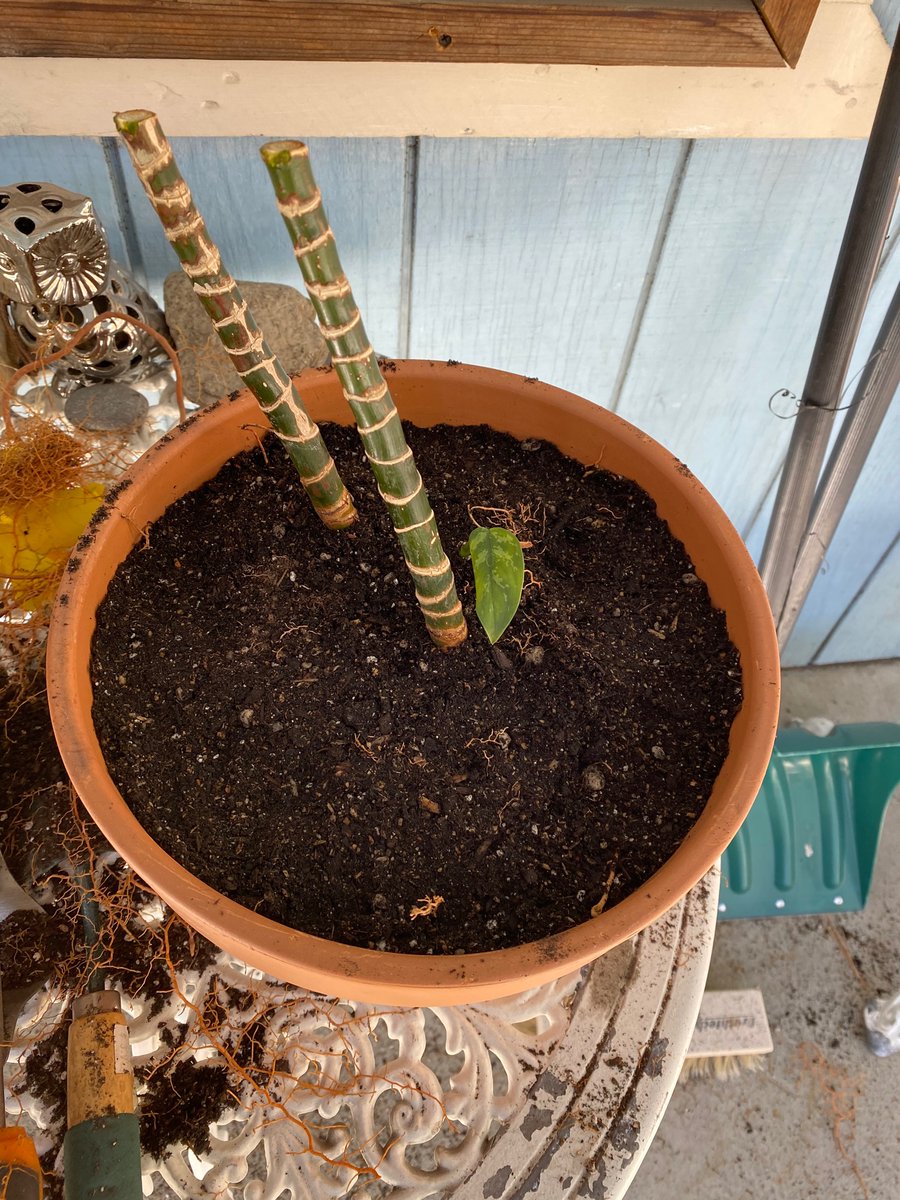 cheftinybear's tweet photo. @PropagatedPod @OGFlaya Poor little thing was super root bound! I broke up the root ball and freed up some of the big roots, and repotted it into a pot about two inches wider with some fresh potting soil. The moisture level is good in the new soil, so I’ll probably check it again in a week. https://t.co/chgLeSzzmh