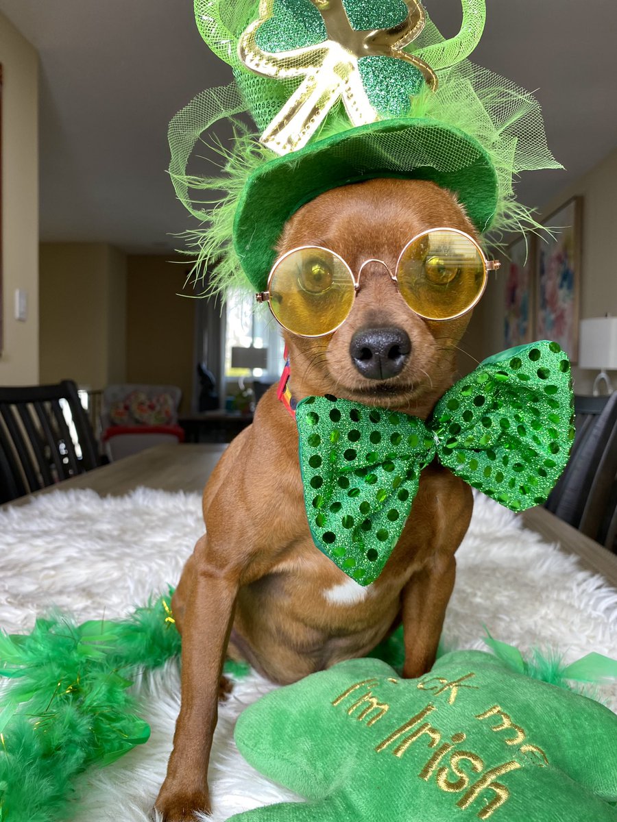 It’s time for some #StPatricksDay fun!
I showed you my outfit, tell me what you think or show me yours below!!! #minpin #dogsoftwitter #baltimore