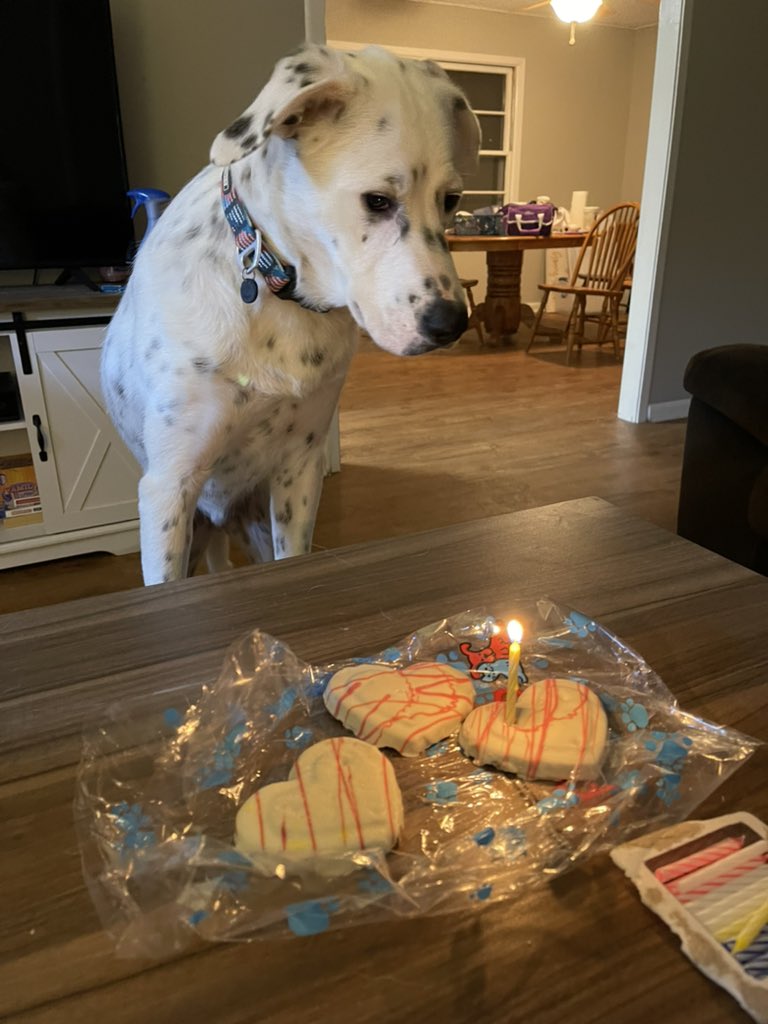akdutton123's tweet photo. This handsome young man turned one this past weekend. https://t.co/0wlLfq2ju2
