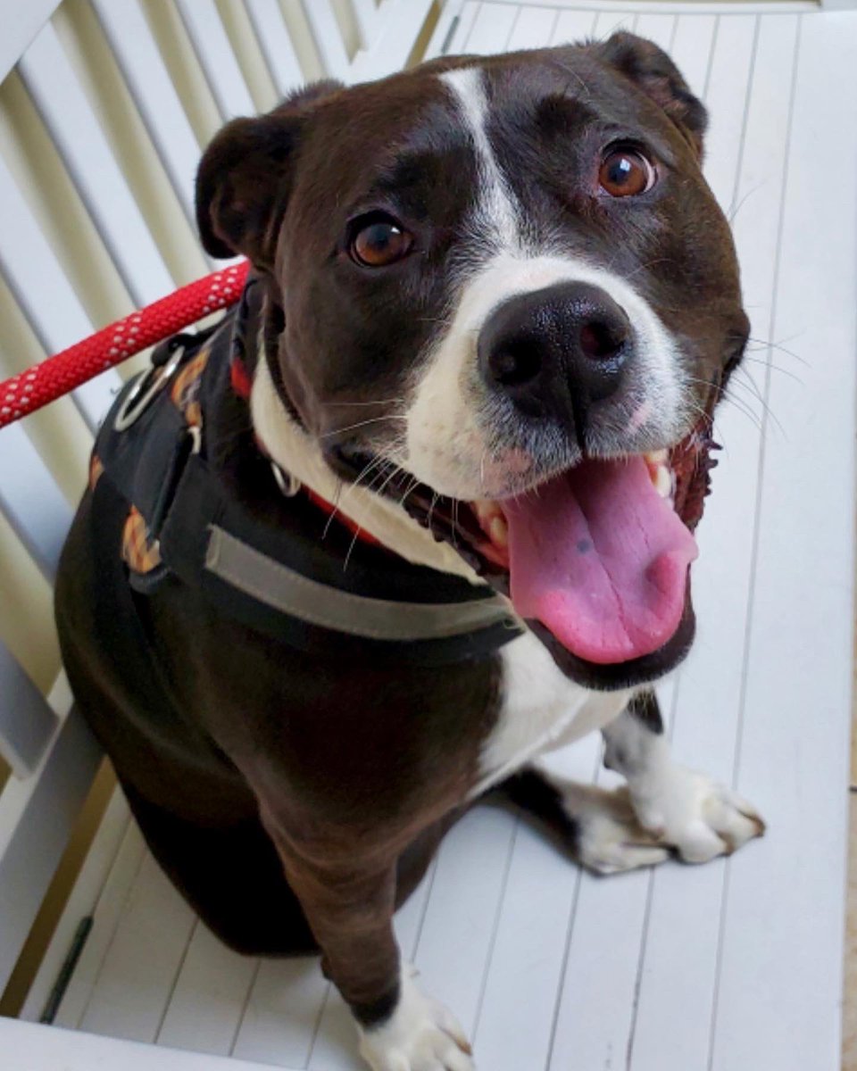 ChefKevinBelton's tweet photo. It has been a day y’all. Cookie wasn’t feeling good and was getting sick. We were afraid she ate something she shouldn’t have so I took her to the doctor. She’s still smiling even though she doesn’t love going to see the doc. #cookie #cookiemonster #damonsta #adopt #family https://t.co/OzGgjd50TY