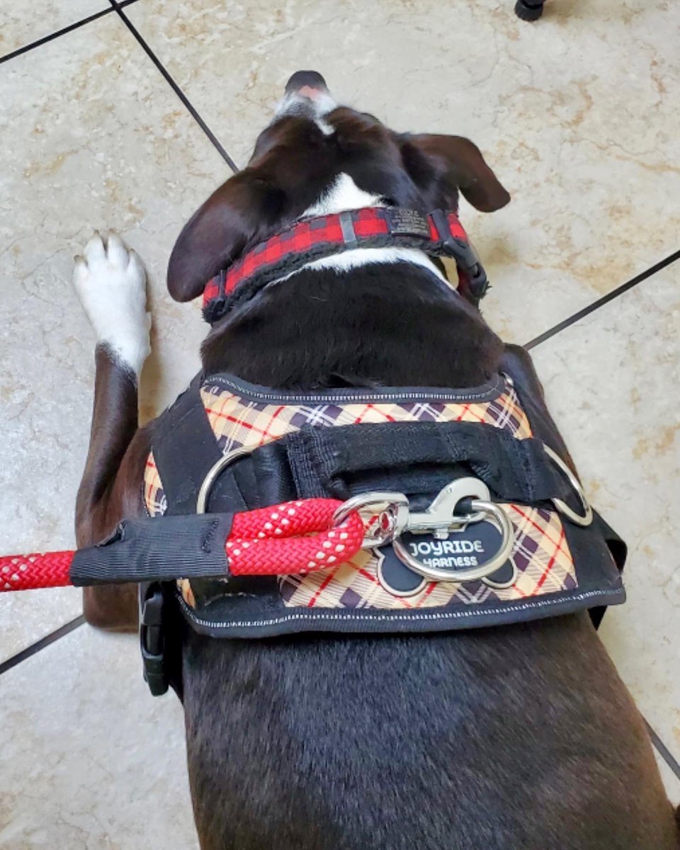 ChefKevinBelton's tweet photo. It has been a day y’all. Cookie wasn’t feeling good and was getting sick. We were afraid she ate something she shouldn’t have so I took her to the doctor. She’s still smiling even though she doesn’t love going to see the doc. #cookie #cookiemonster #damonsta #adopt #family https://t.co/OzGgjd50TY