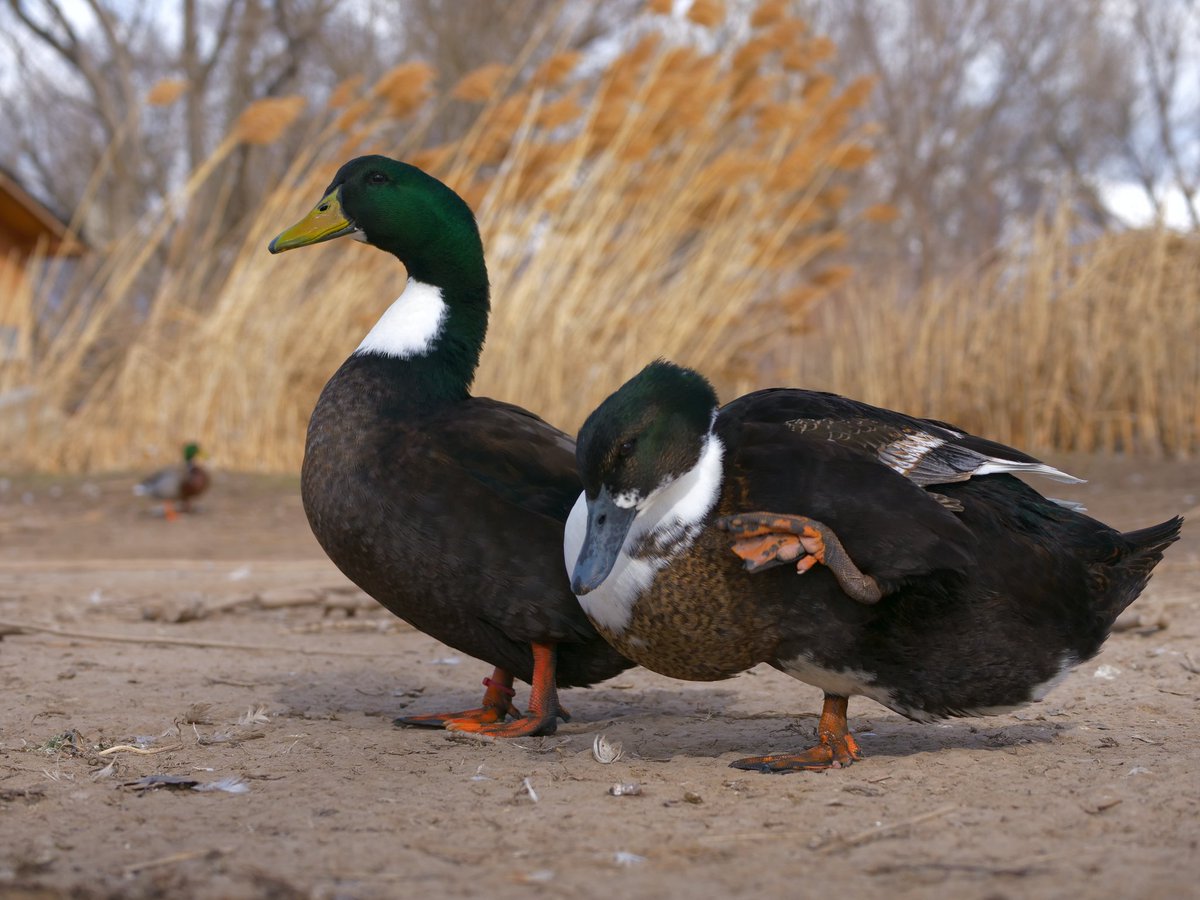 DuckFoodBot's tweet photo. the ducks love noms and you have the power to give them some... retweet and I'll drop a snack onto the pond at https://t.co/pTJuXhHBfC https://t.co/gZZl8rHc1T