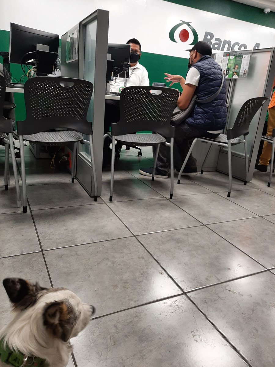 carmennmartz's tweet photo. Un aplauso para @BancoAzteca que me dejó pasar a ATC con mi perro a su sucursal 🐶. No como @bbva que ni al cajero nos dejaron pasar. Mi perro es más educado que ustedes, cretinos 🙂 https://t.co/3MW284gDxl