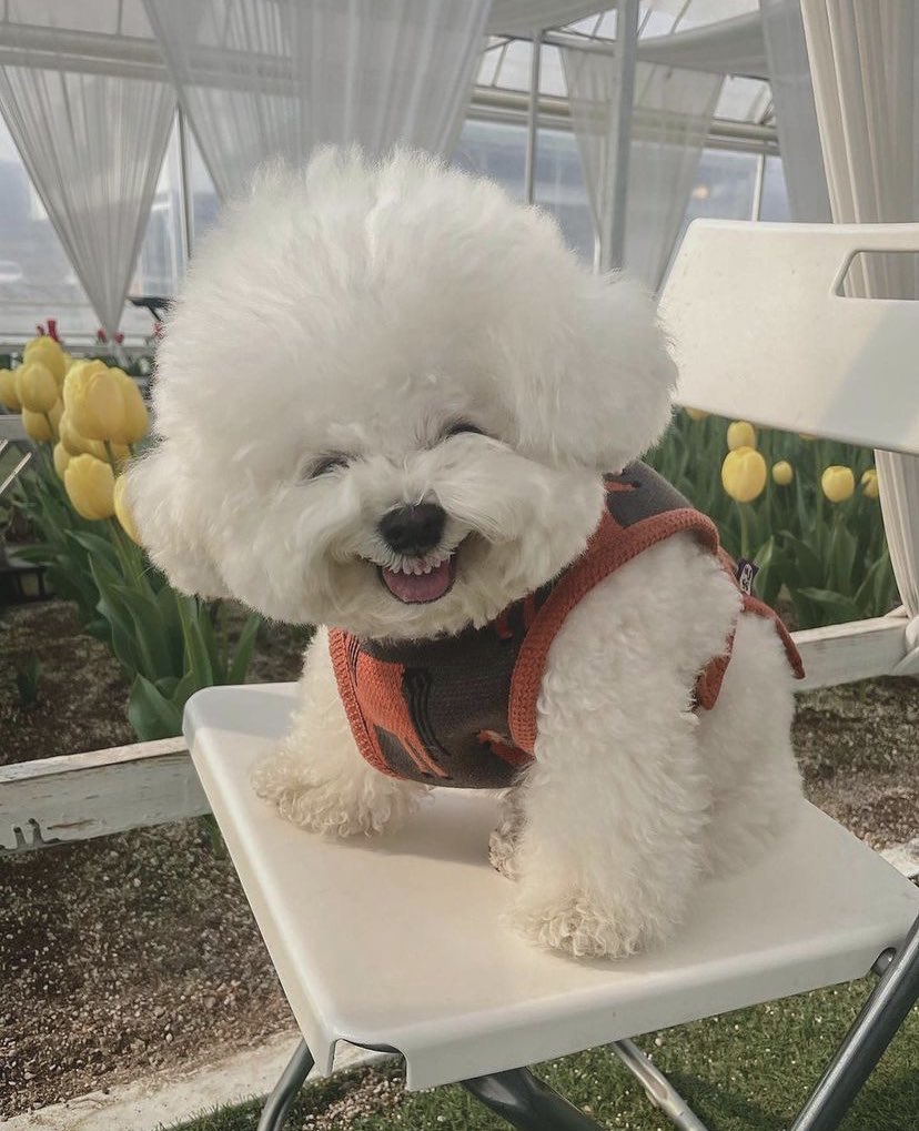 Mi perro viéndome intentar hacer el baile de anitta
