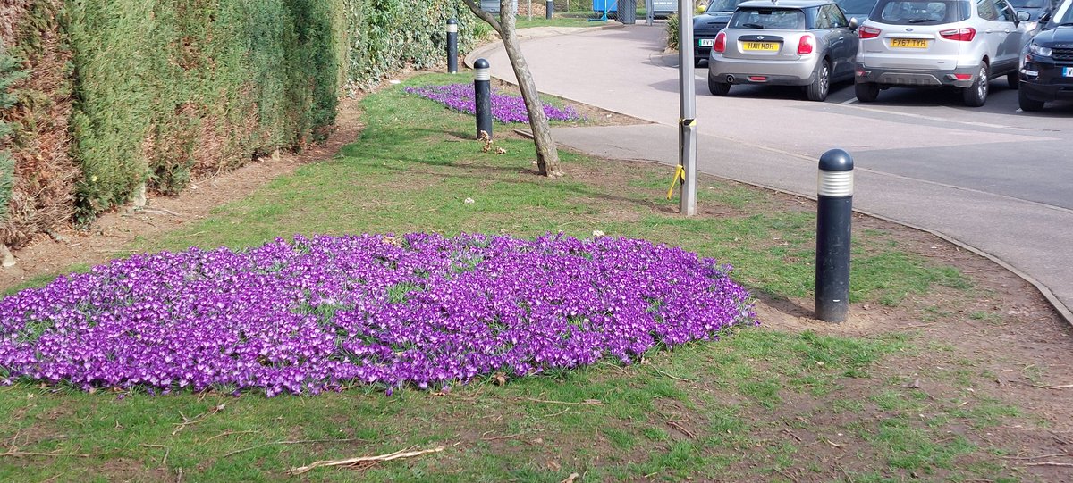 End Polio Now crocus at Harlaxton School planted by Gra tham Sunrise Rotary