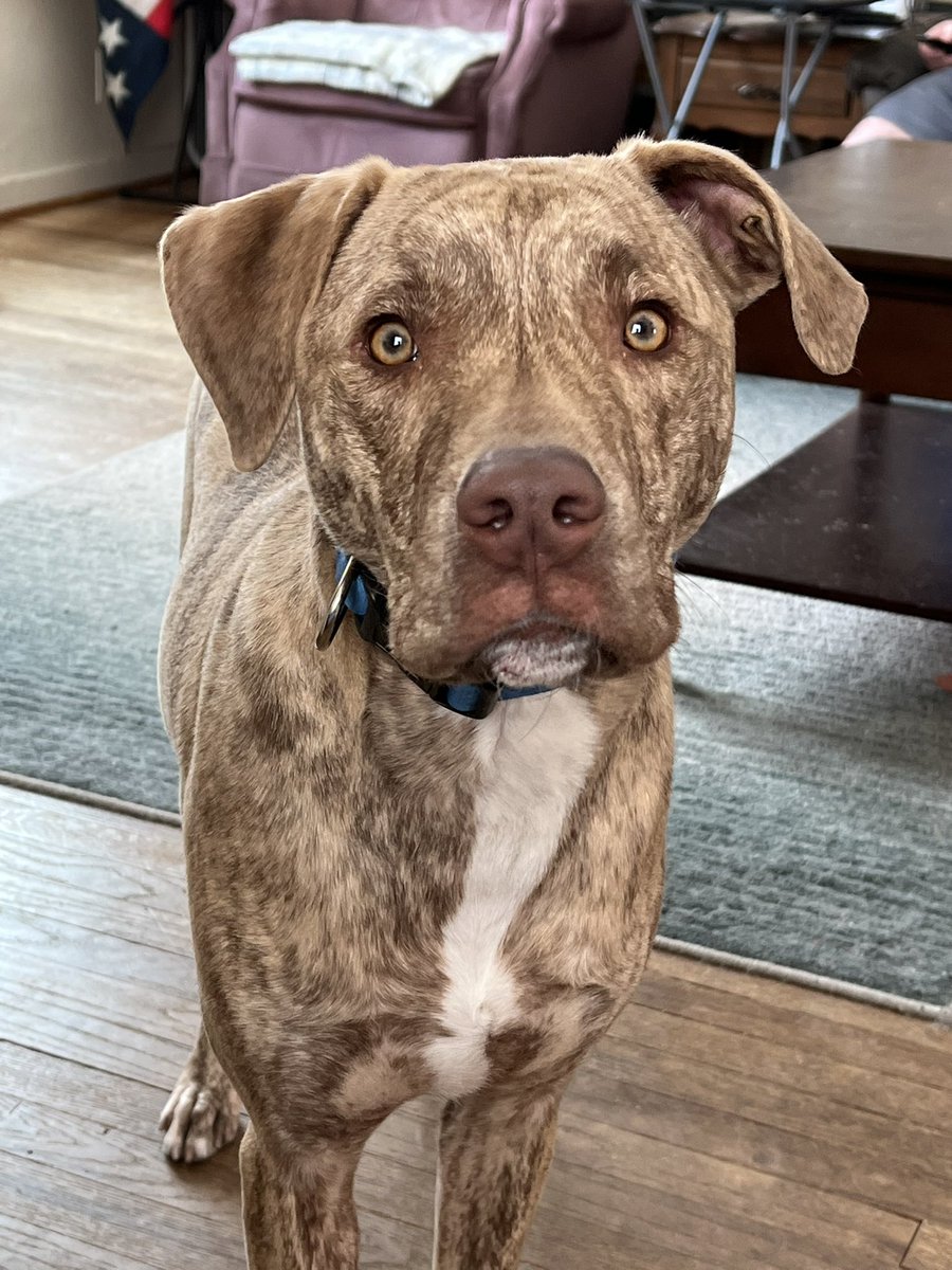 naduah1991's tweet photo. Jester’s first walk of the spring tonight. It’s been so icy that walking is dangerous, especially when training a rambunctious 60lb pup. Not too bad, he’s tired &amp; we only did about a mile. #brindle #pitweiler https://t.co/enhI1HNFv0