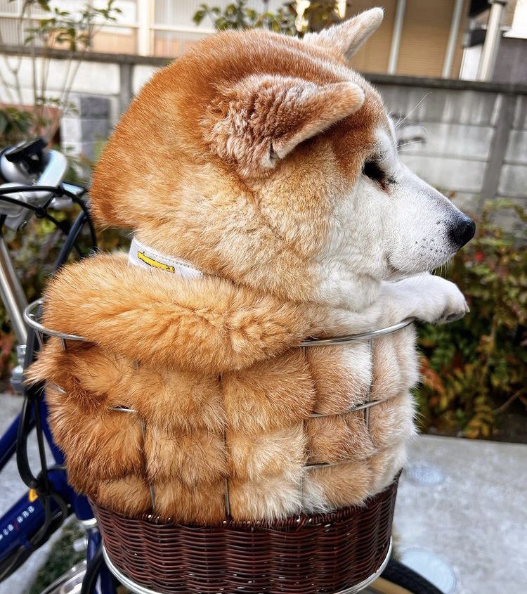 SAKANOUE (@_sakanoue) on Twitter photo 