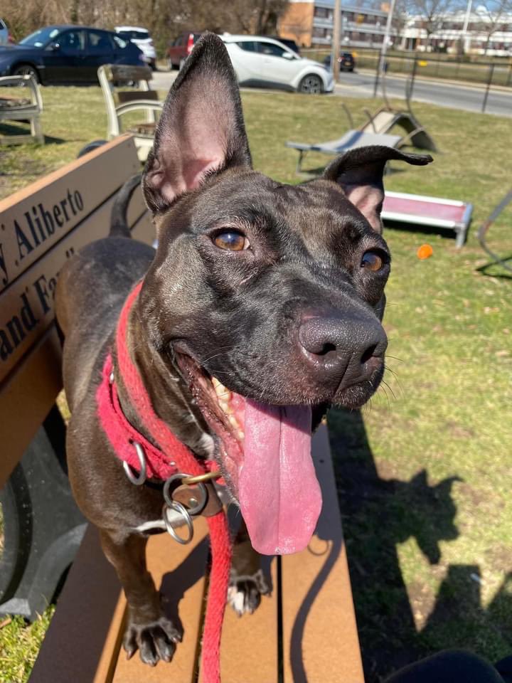 139 days in the shelter. Elvira is 4 yrs old &amp; ONLY weighs 33 pounds! She came in as a stray. Sweet, affectionate, wiggly, playful &amp; energetic.

Town of Hempstead Animal Shelter NY. Email adoption@tohmail.org #DogsofTwittter #NewYork