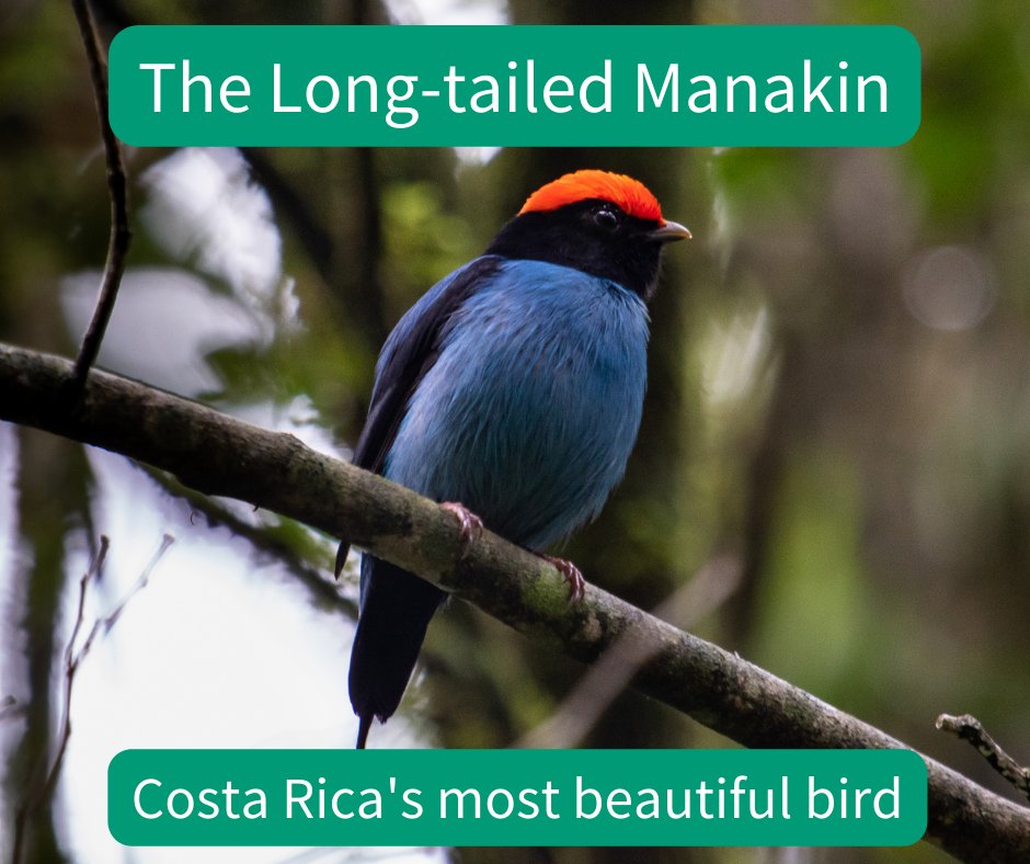 Photo of long tailed manakin bird on a tree branch. Text: The long tailed manakin Costa Rica’s most beautiful bird”