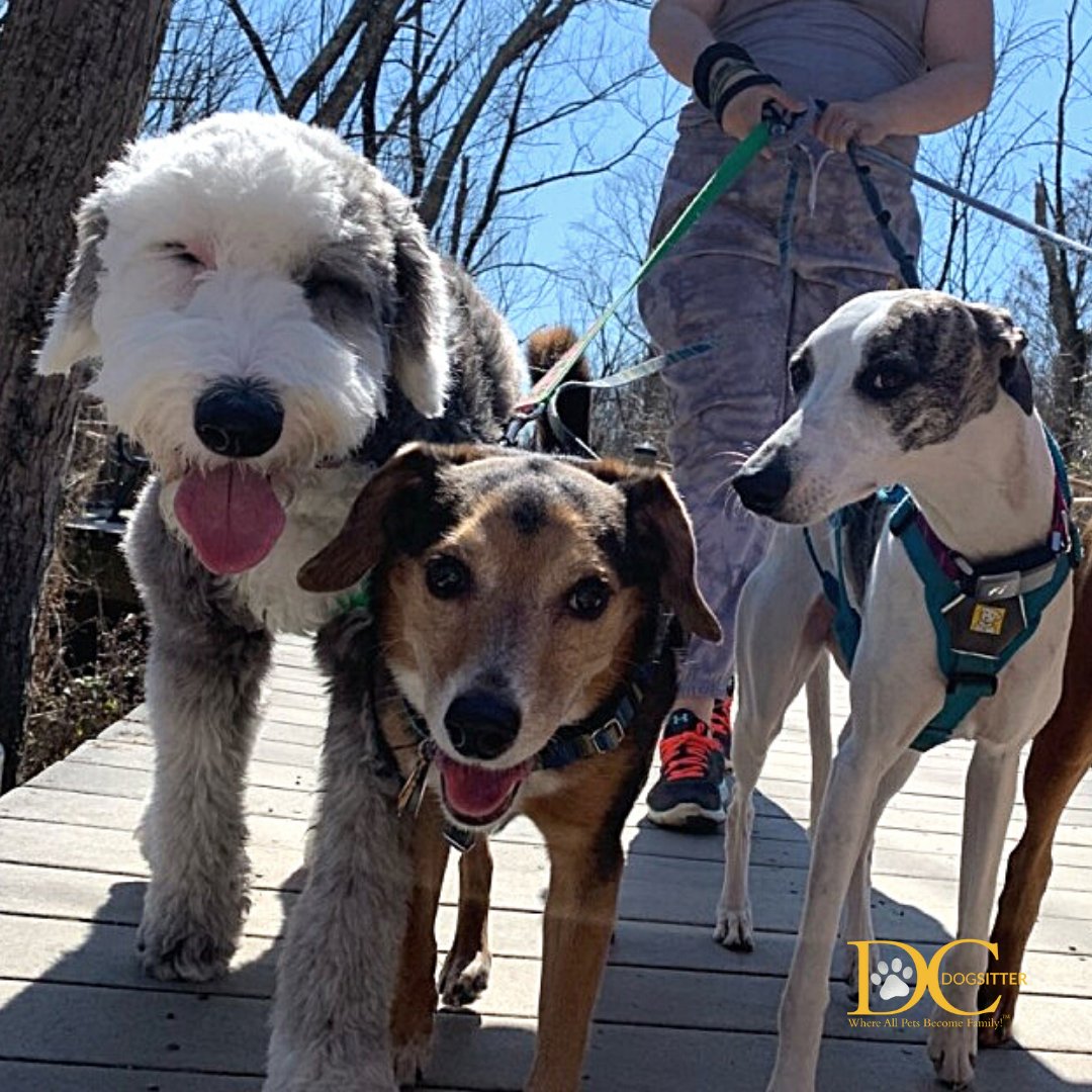DC Dog Sitter tweet media