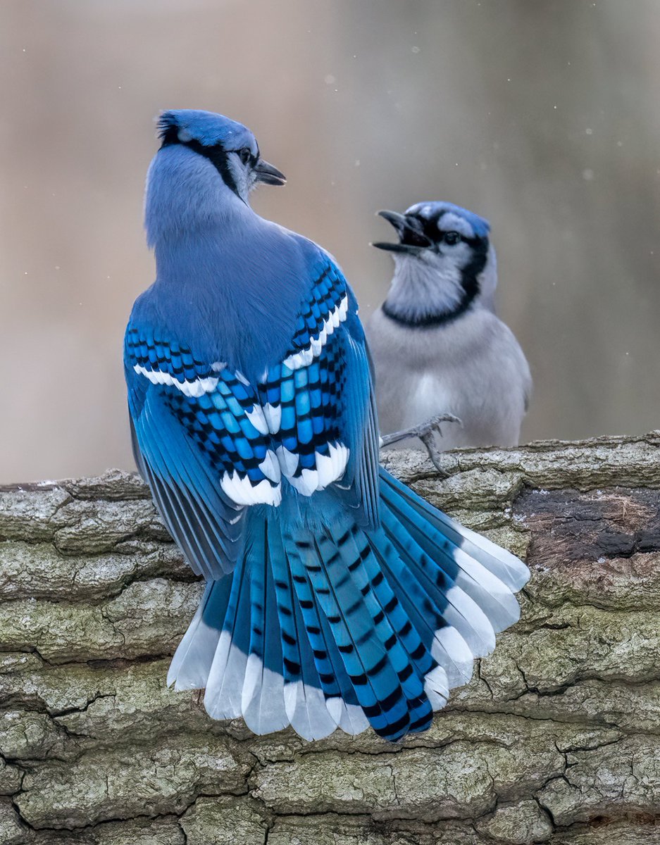Jocelyn Anderson Photography tweet media