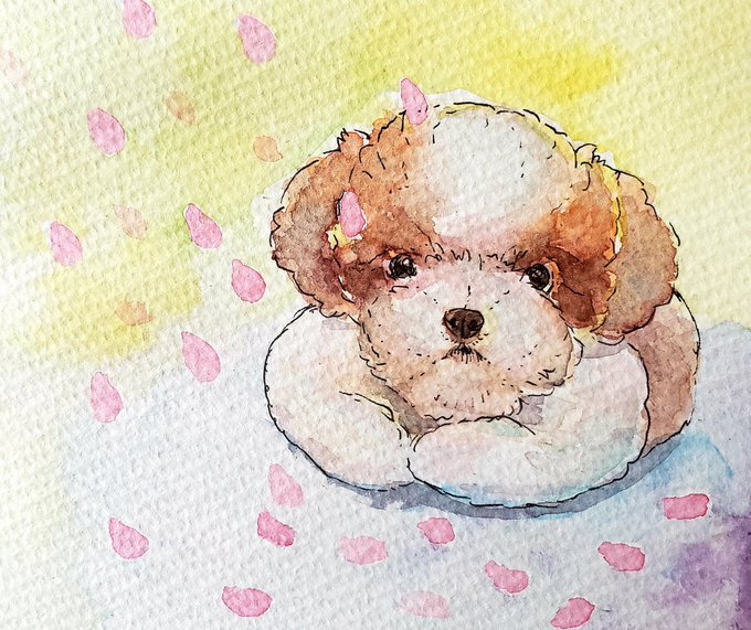 シーズーのtwitterイラスト検索結果