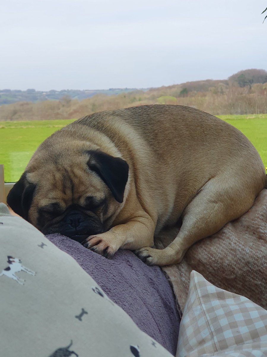 Here's me taking a #nap whilst it's #raining Pals. I'm a fair #weather Pug!🤗 #rainy #rainyday #wednesday #pugs #pug #fawnpug #pugsoftwitter #puglife #dogsoftwitter #cosy #warm #snug #stayingin #wednesdaythought
