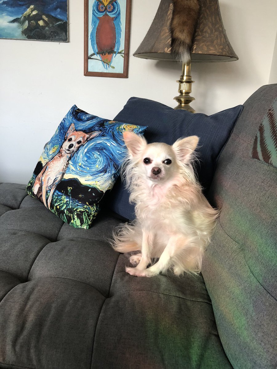 RyanMenzer's tweet image. #chihuahua love