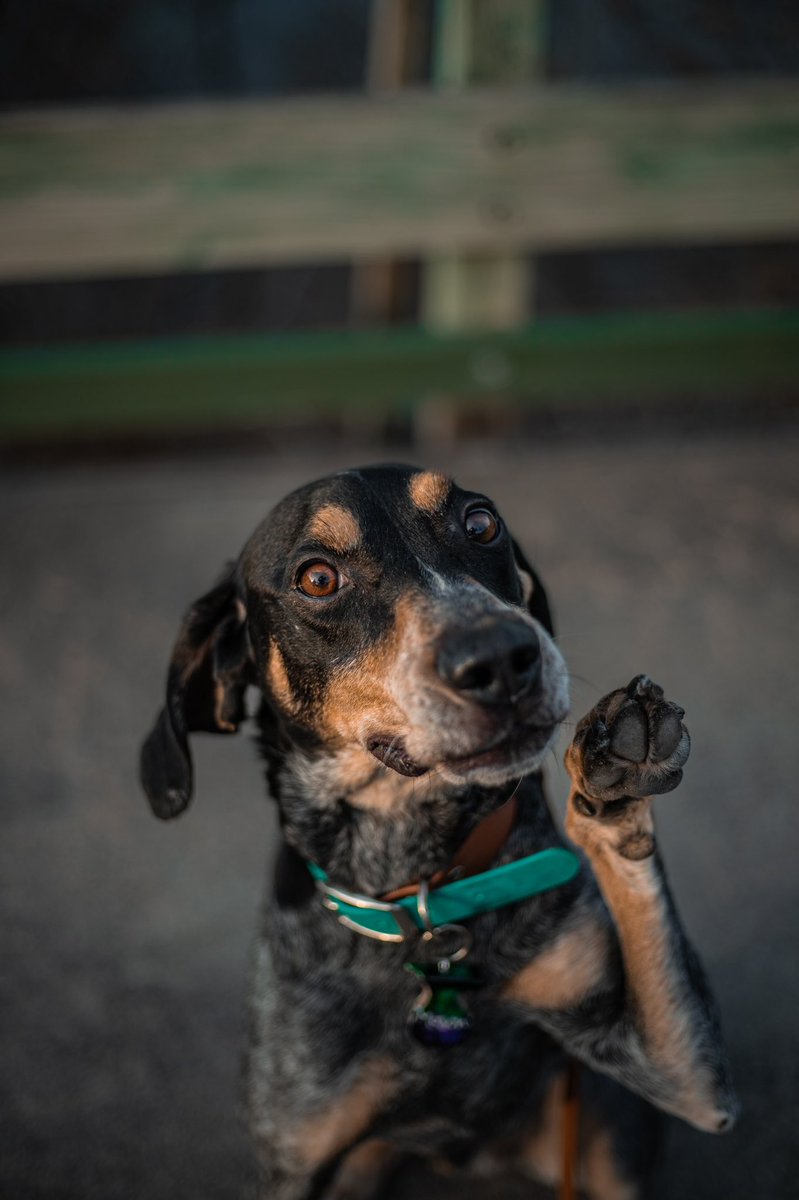 “Hello! Anyone there? I’d like some treats” - Mason probably

#twitterdogcommunity #twitterdog #dogsoftwitter #dog #dogs #dogsofinstagram