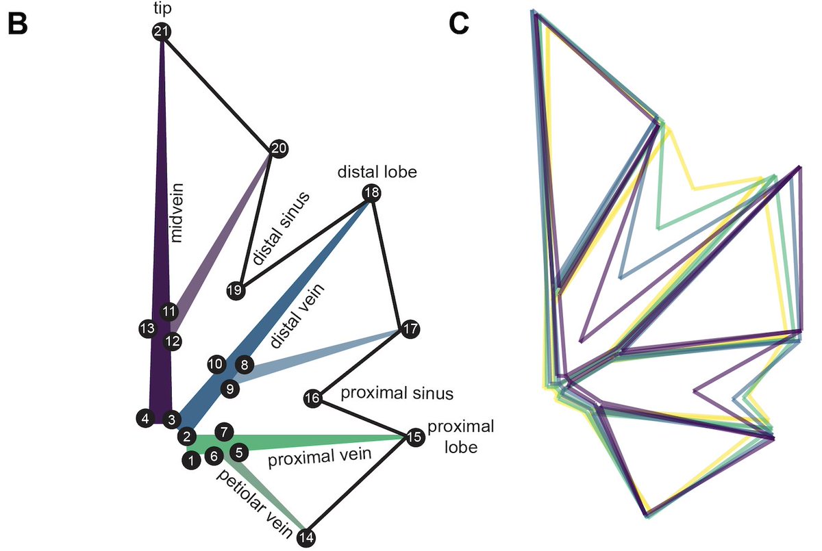 Zoë Migicovsky (@zoemig) on Twitter photo Our new <a href="/vitisroots/">Vitis Underground</a> preprint where I worked with students in California to sample grape leaves. We found that leaf area was not correlated with lobing, but rather, more highly lobed leaves compensated for the reduction in area with longer veins! 😱🍇🍃 biorxiv.org/content/10.110… Our new <a href="/vitisroots/">Vitis Underground</a> preprint where I worked with students in California to sample grape leaves. We found that leaf area was not correlated with lobing, but rather, more highly lobed leaves compensated for the reduction in area with longer veins! 😱🍇🍃 biorxiv.org/content/10.110…
