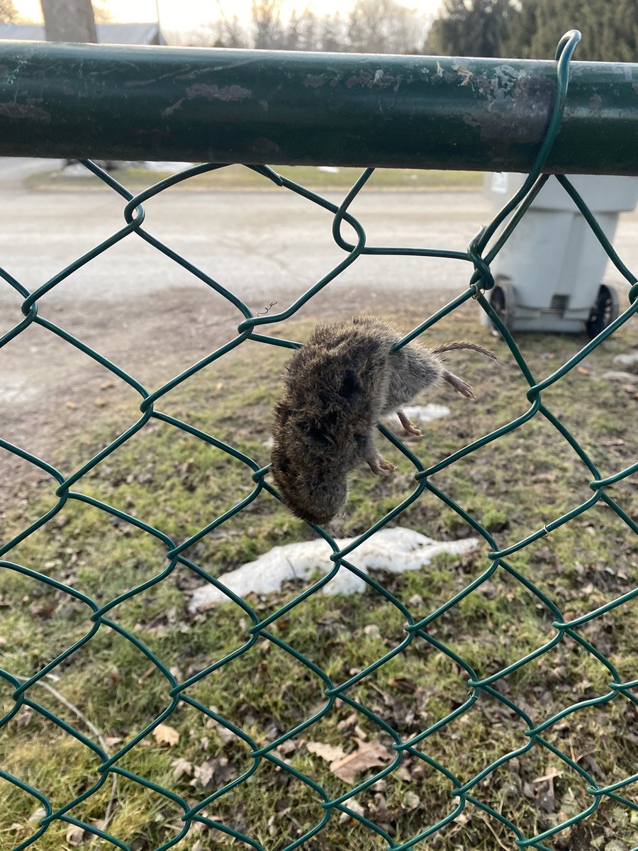 Science/bird Twitter: what the heck did this?! I know that Shrikes commonly “impale” their prey, but I wouldn’t call this impaled… could it be a hawk that dropped its food and it somehow landed perfectly between the fence?😂