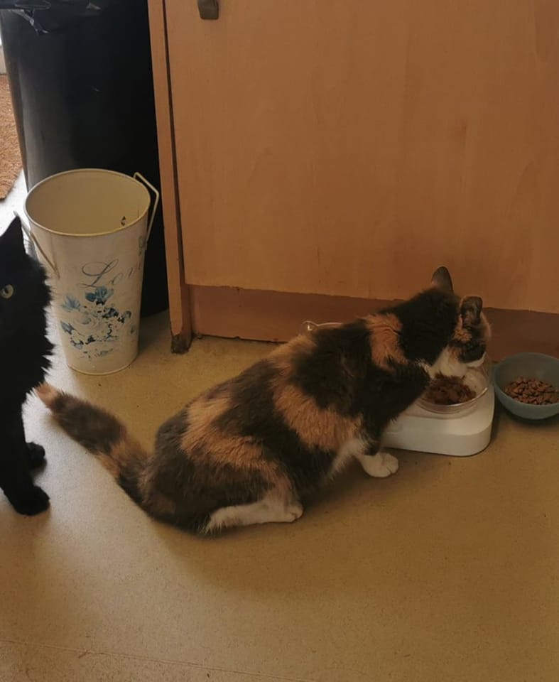 The_Animal_Team's tweet photo. Princess has a thyroid problem which requires meds twice daily. She hasn't been seen since 9am yesterday (15/3) missing 2 vital doses. Please keep a look out if you are in the #Putteridge area of #Stopsley #Luton. Very worried family. https://t.co/rouKMKXU3e #CatsOfTwitter #cats https://t.co/6LA91lghUK