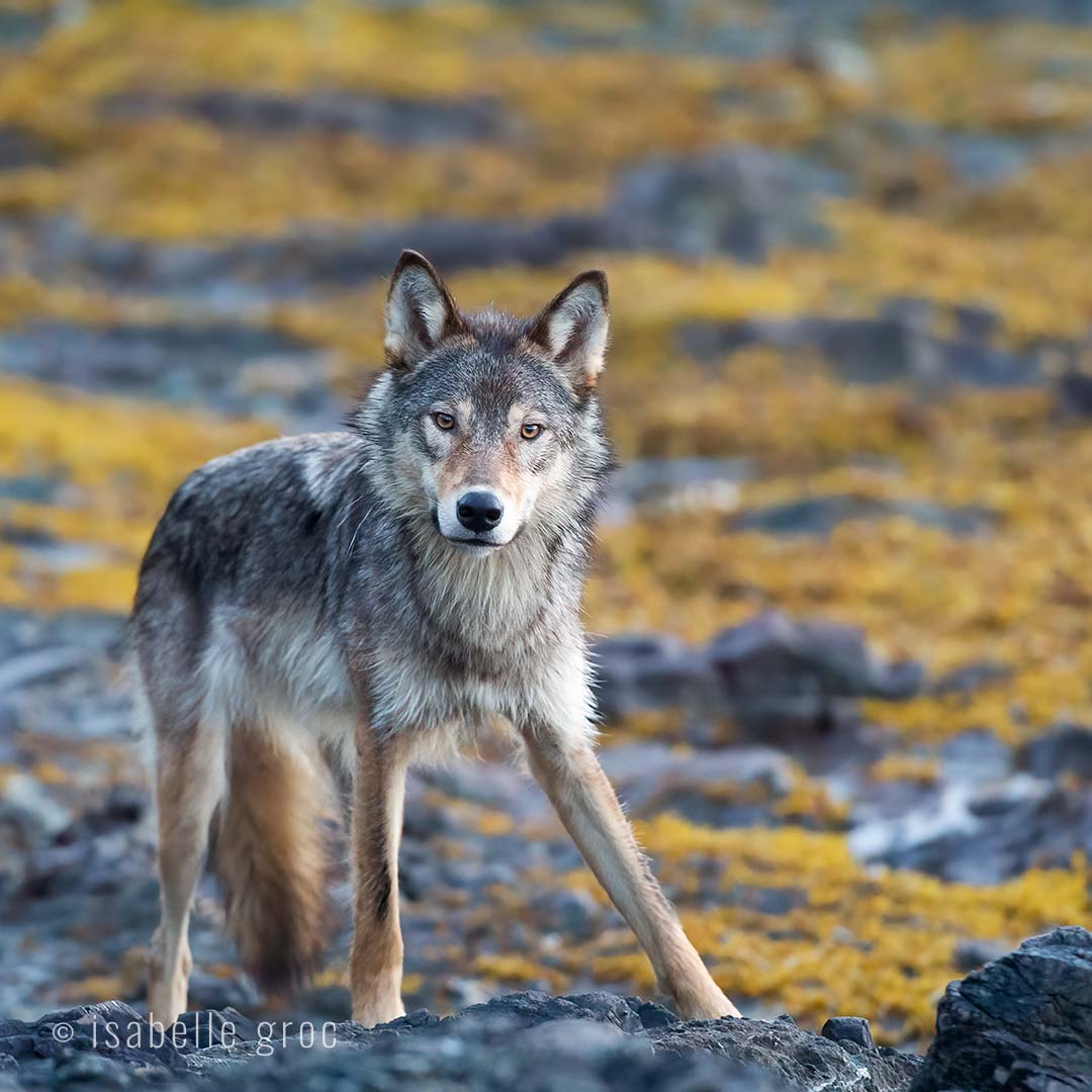 ExplorersClub's tweet photo. #DYK: Coastal wolves swim from island to island, relying on the food the ocean provides—salmon, barnacles, clams, herring eggs, marine mammal carcasses. As much as 90% of coastal wolf’s diet comes from the sea.

@isabellegroc's #Takeover - DAY 22 #WildlifeWednesday #WolfWednesday https://t.co/tlCrYaOMP4