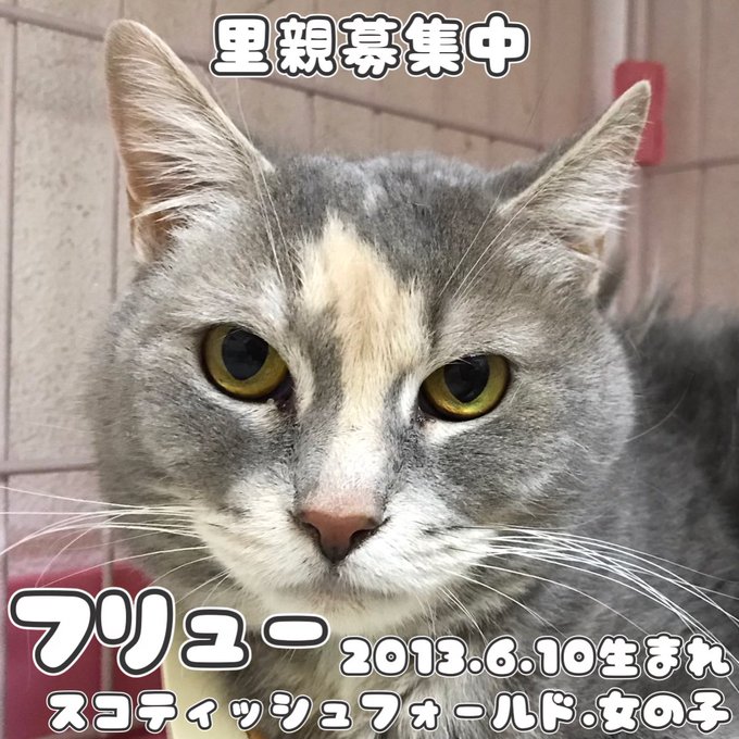 保護猫カフェ鶴橋のtwitterイラスト検索結果