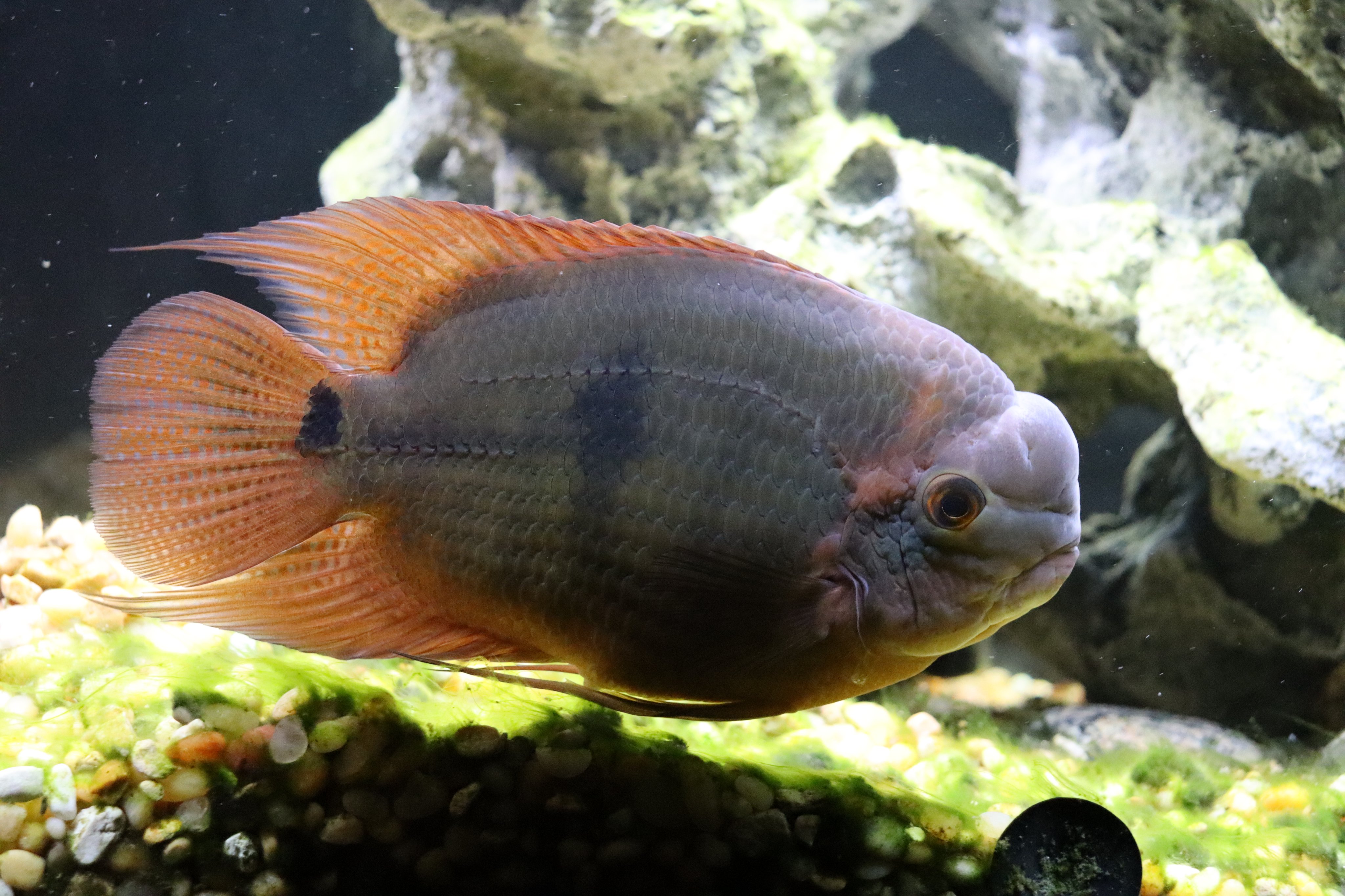 Chocolate cichlid deals