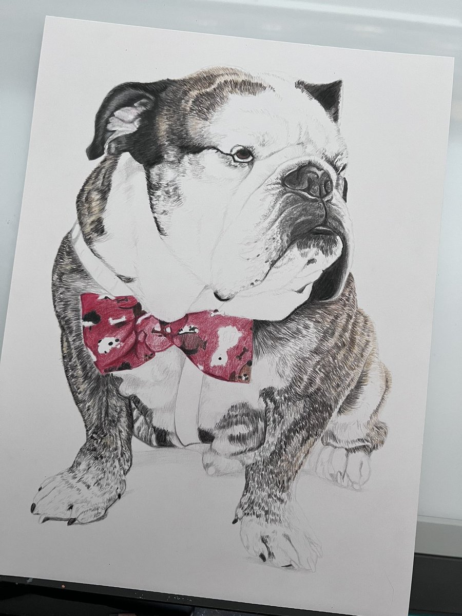 WIP: Colored pencil portrait of an English Bulldog. I draw all pets/animals but the booooodawg is my favorite #petartist #englishbulldog #artisticbulldog