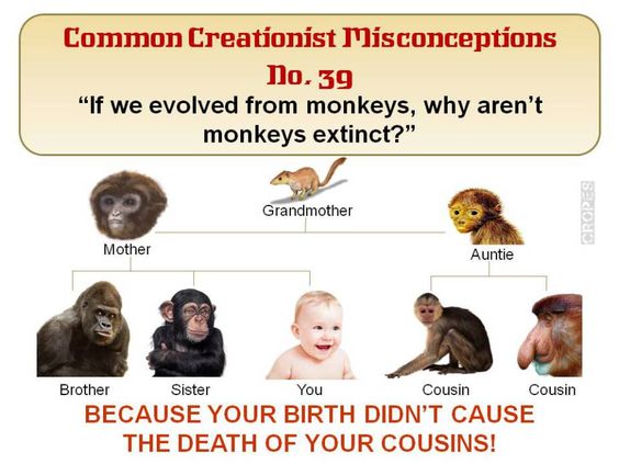 Arctic monkeys why'd you only call. Monkey why. Обезьяна женский пол. Monkey why. Обезьянки борт.