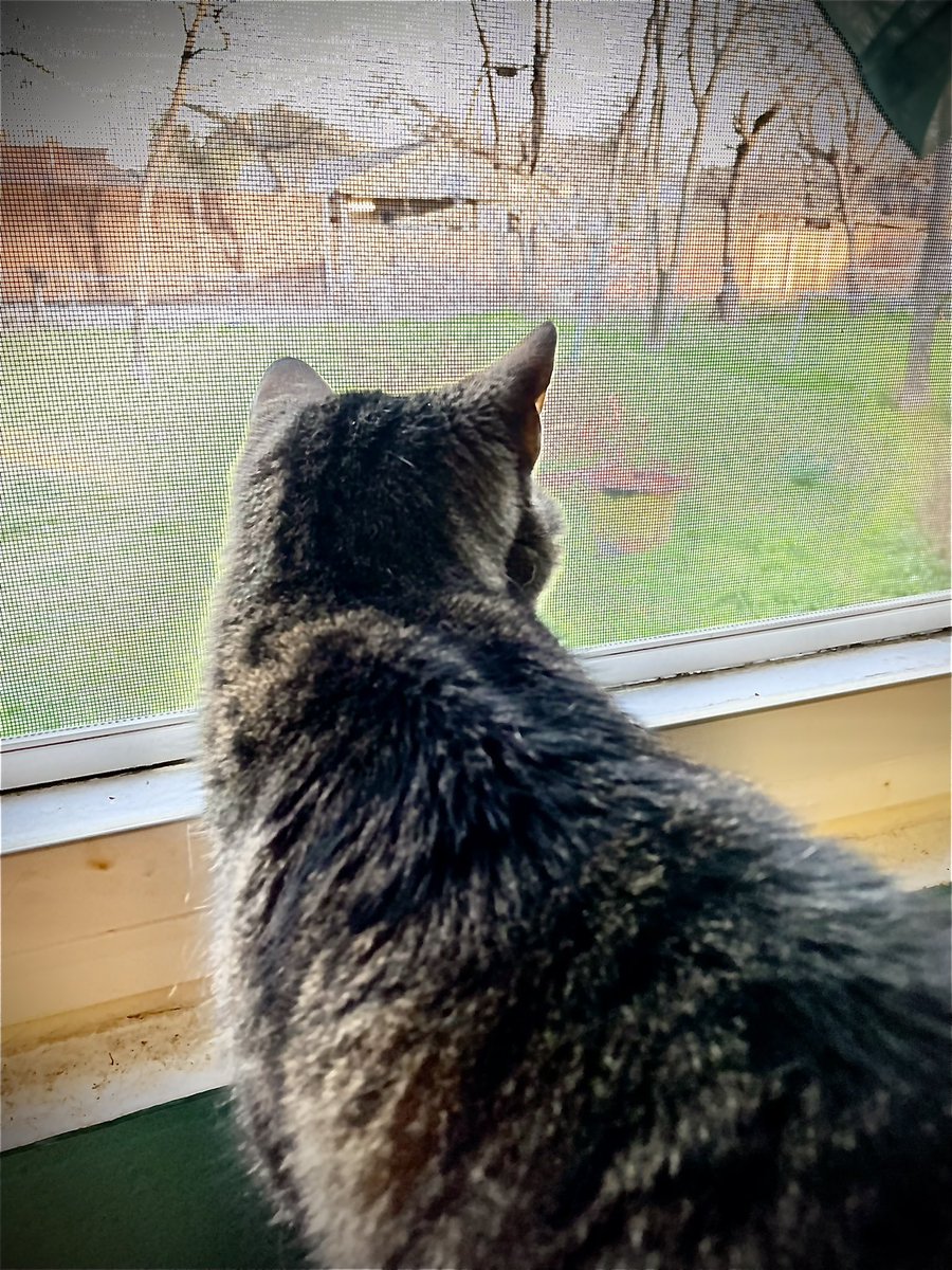 heywordp's tweet image. Hey, Oscar! How’s the view from the kitchen window? 

Desolate. 

#viewfromawindow