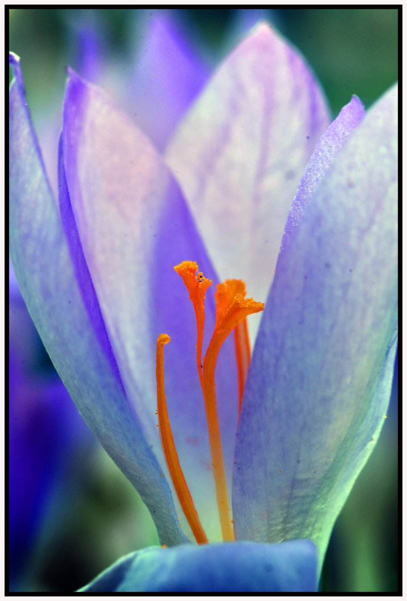 bilbowden's tweet image. Spring is still a few days away, but crocuses are popping up throughout the area. Temperatures in the 70s Friday and Saturday should tempt other spring flowers. The longest and most important use of the crocus is for saffron. @yorkcountypa #crocus