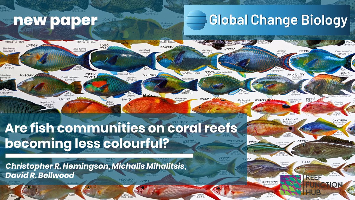 Reef Function Hub (@reeffunctionhub) on Twitter photo 🚨New paper alert 🚨
Our most recent #Doctor Chris Hemingson's (<a href="/thehemi65/">Dr. Christopher Hemingson</a>) latest #PhD #paper is out today in <a href="/GlobalChangeBio/">Global Change Biology</a>!
doi.org/10.1111/gcb.16…
Chris works on the #colours of #reef #fish and asks: Are fish getting duller, if #corals die?
To learn more, read on👇 (1/6) 🚨New paper alert 🚨
Our most recent #Doctor Chris Hemingson's (<a href="/thehemi65/">Dr. Christopher Hemingson</a>) latest #PhD #paper is out today in <a href="/GlobalChangeBio/">Global Change Biology</a>!
doi.org/10.1111/gcb.16…
Chris works on the #colours of #reef #fish and asks: Are fish getting duller, if #corals die?
To learn more, read on👇 (1/6)