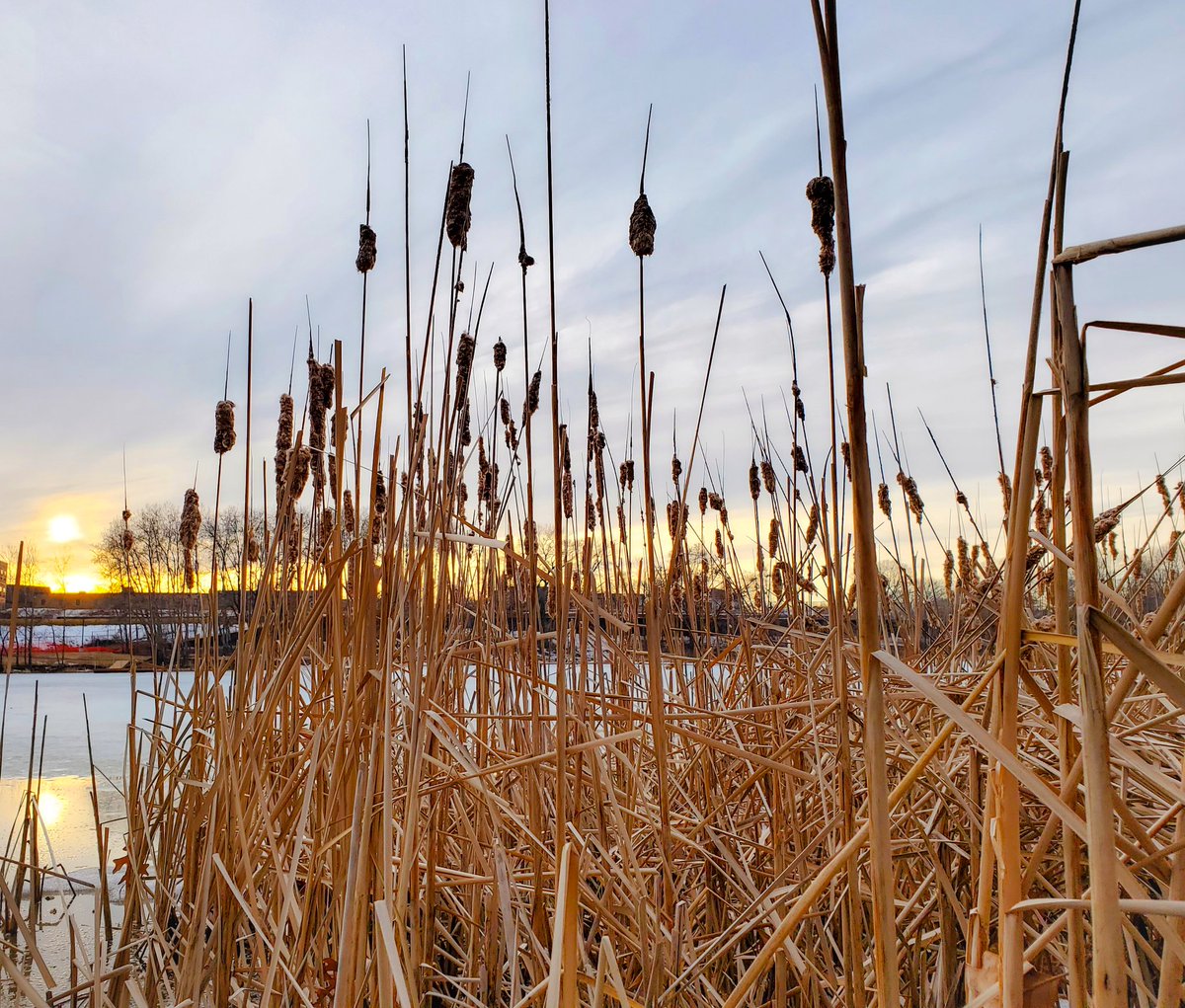Ohsaraschmitt's tweet image. We were in the upper 50's in MN, so that meant walk time! The sun even peaked out towards the end. 
(Parker was not excited about the photo op🐾)
#MinnesotaSpring
